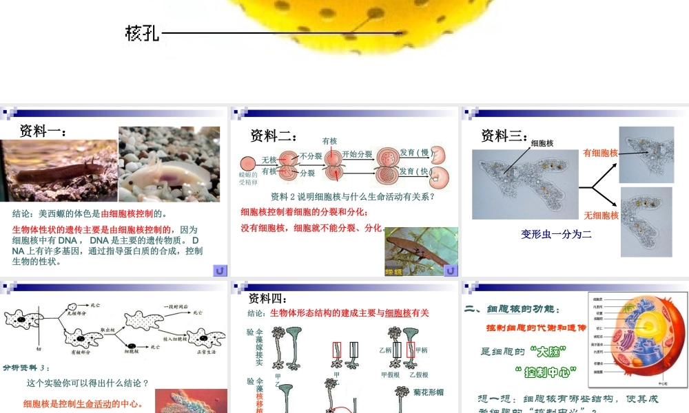 3.3细胞核(公开课)