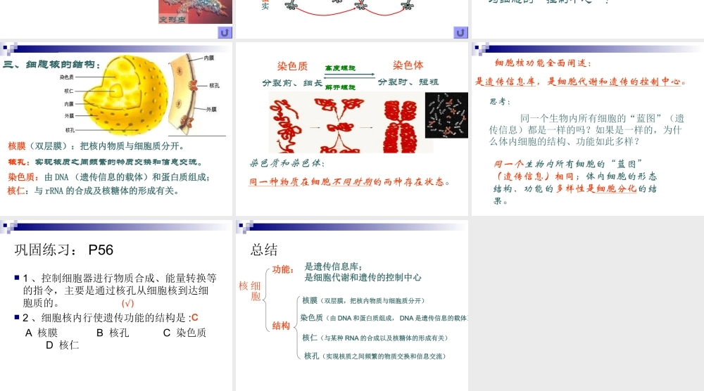 3.3细胞核(公开课)