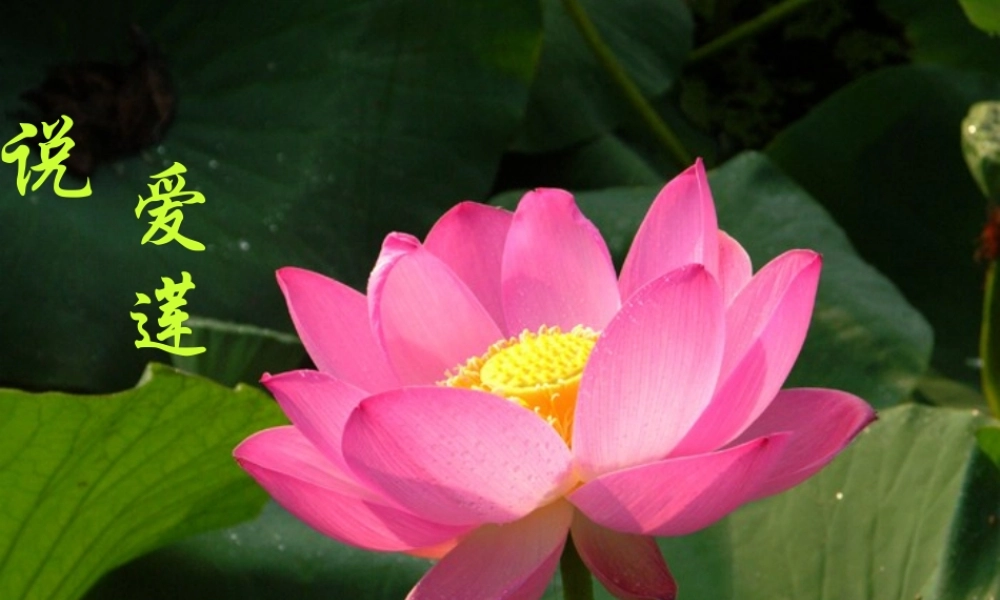 中学七年级语文下册 第21课 爱莲说课件 (新版)苏教版 课件