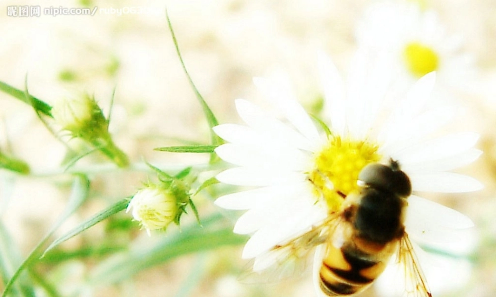 2015春鲁教版语文三下《蜜蜂》ppt课件1