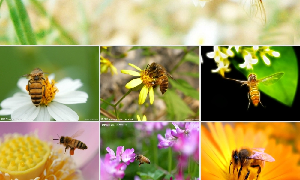 2015春鲁教版语文三下《蜜蜂》ppt课件1