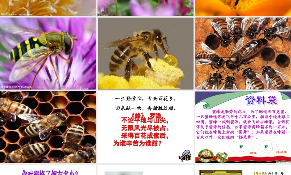 2015春鲁教版语文三下《蜜蜂》ppt课件1