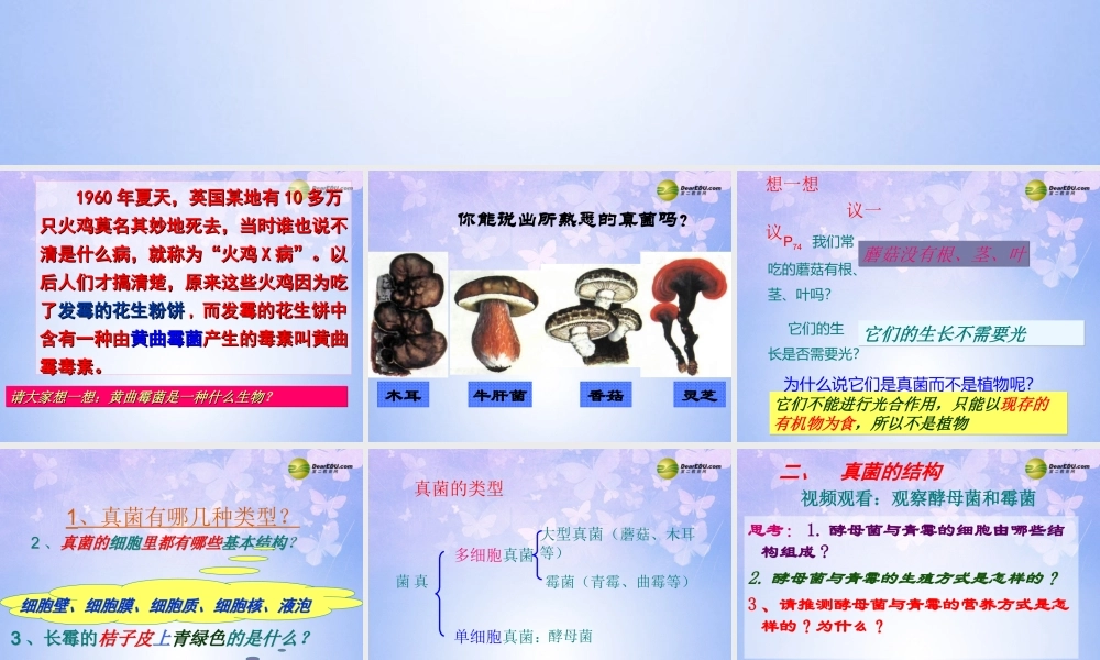 中学八年级生物上册 5.4.3 真菌课件 新人教版 课件