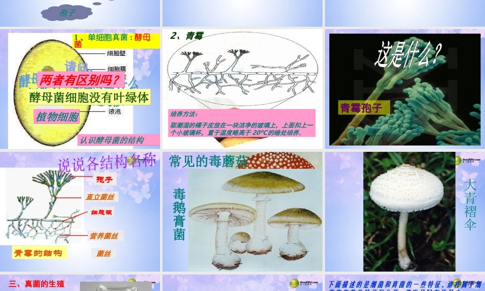 中学八年级生物上册 5.4.3 真菌课件 新人教版 课件