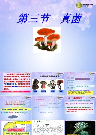 中学八年级生物上册 5.4.3 真菌课件 新人教版 课件