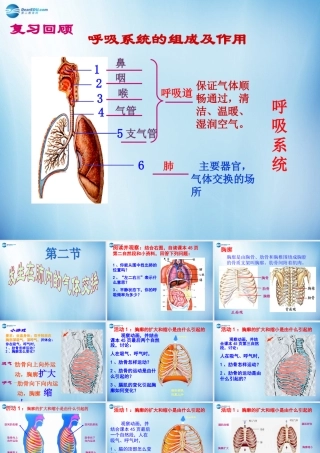中学七年级生物下册 第三章 第二节 发生在肺内的气体交换课件 (新版)新人教版