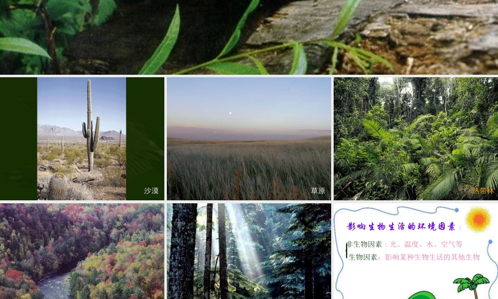 七年级生物环境对生物的影响课件 鲁教版 课件