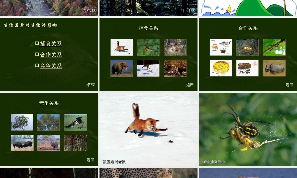 七年级生物环境对生物的影响课件 鲁教版 课件