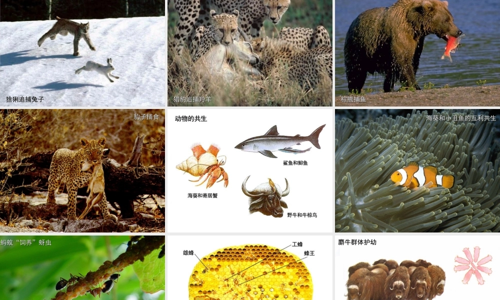 七年级生物环境对生物的影响课件 鲁教版 课件