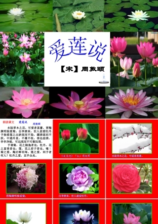 一三爱莲说-(3)
