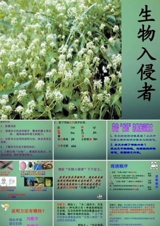 八年级语文上册 19 生物入侵者课件1 新人教版 课件