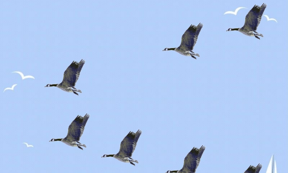 八年级语文下册 第三单元 第14课(大雁归来)课件 (新版)新人教版 课件