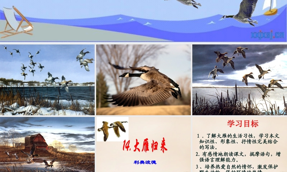 八年级语文下册 第三单元 第14课(大雁归来)课件 (新版)新人教版 课件
