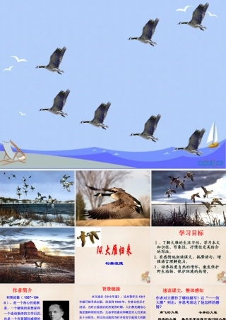 八年级语文下册 第三单元 第14课(大雁归来)课件 (新版)新人教版 课件