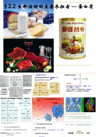 第二节蛋白质