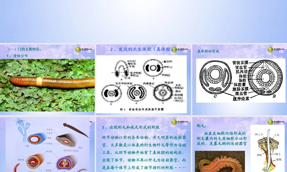 八年级生物上册 第五单元 1.2 环节动物课件 (新版)新人教版 课件