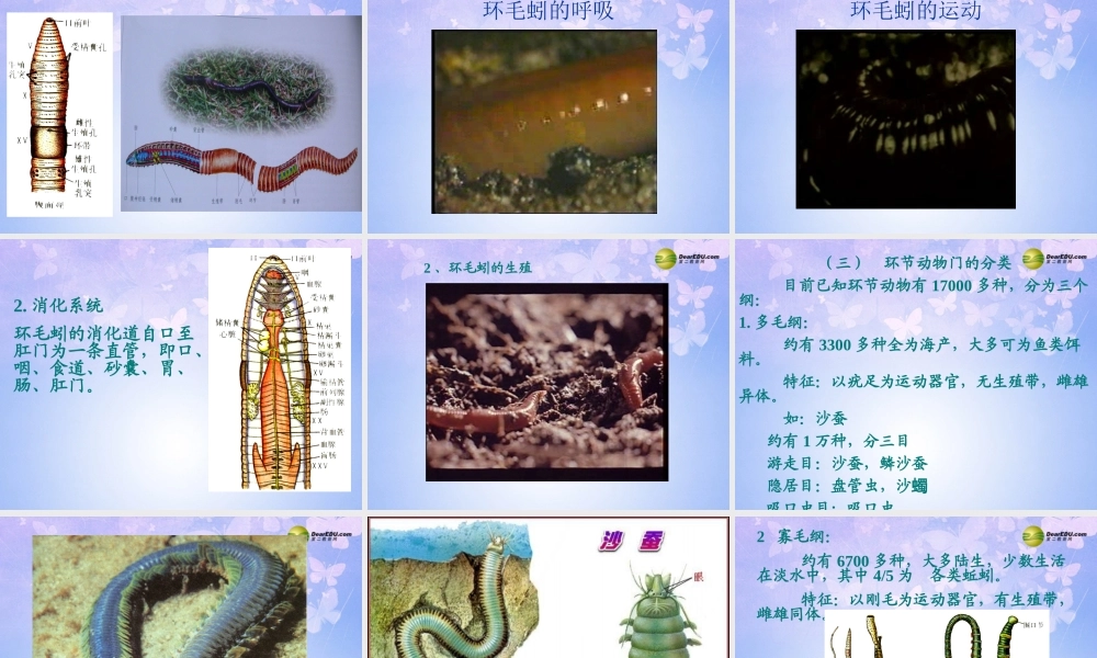 八年级生物上册 第五单元 1.2 环节动物课件 (新版)新人教版 课件