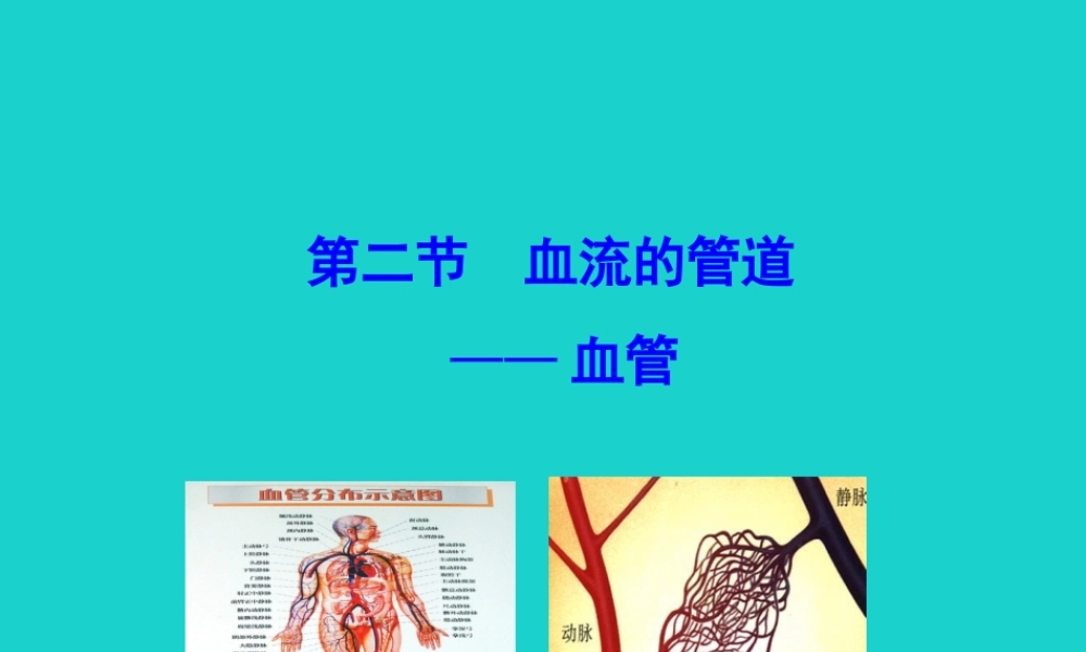 七年级生物下册 4.4.2 血流的管道 血管课件 七年级生物下册 4.4.2 血流的管道 血管课件+素材(新版)新人教版-2
