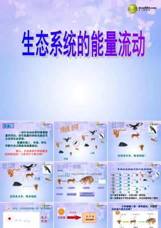 八年级生物上册 19.2 生态系统的能量流动课件 (新版)苏教版 课件