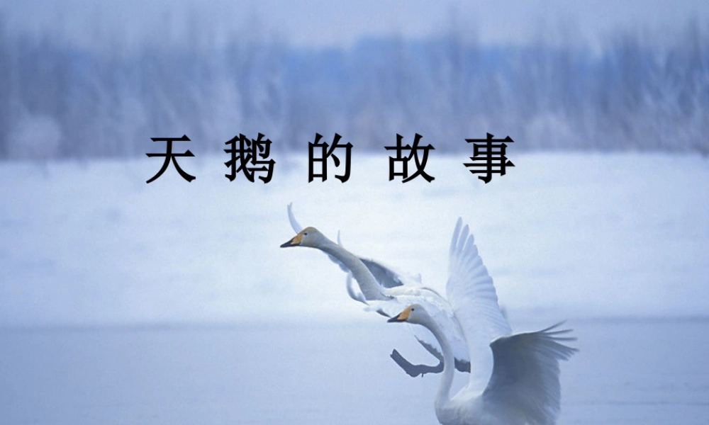 天鹅的故事课件