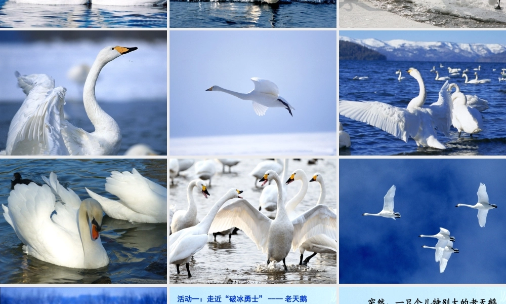 天鹅的故事课件