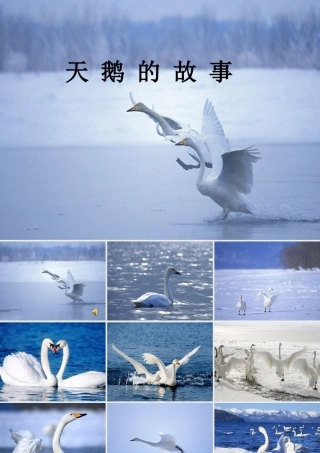 天鹅的故事课件