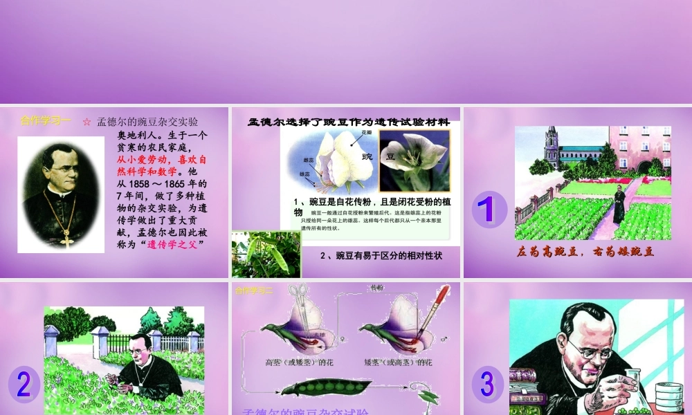 八年级生物下册 第七单元 第二章 第三节 基因的显性和隐性课件 新人教版 课件