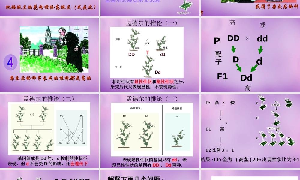 八年级生物下册 第七单元 第二章 第三节 基因的显性和隐性课件 新人教版 课件