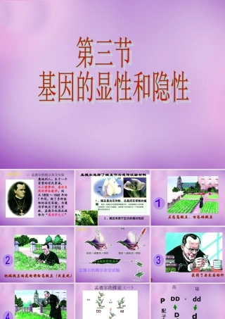 八年级生物下册 第七单元 第二章 第三节 基因的显性和隐性课件 新人教版 课件