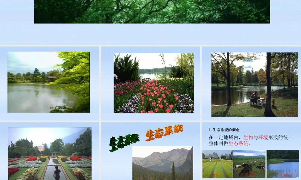 八年级生物下册 生态系统的组成 食物链和食物网课件 济南版 课件