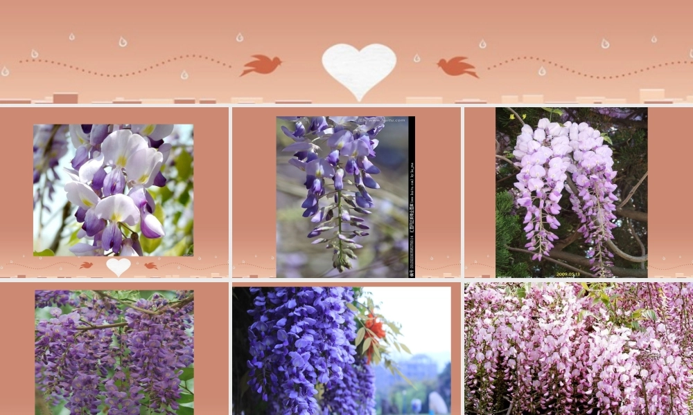 八年级语文下册 第5课 紫藤萝瀑布课件 苏教版 课件