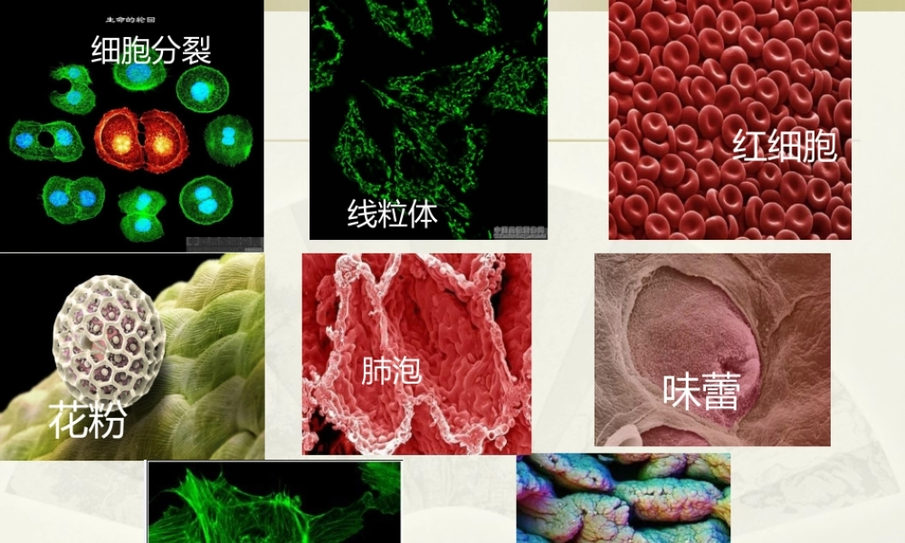 科学·技术·社会-人类探索微观世界不可缺少的工具——显微镜-(2)