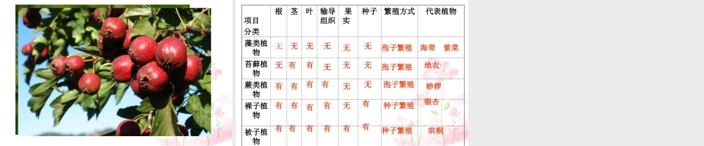 中学七年级生物上册 2.1.1 绿色植物的主要类群课件 (新版)济南版 课件