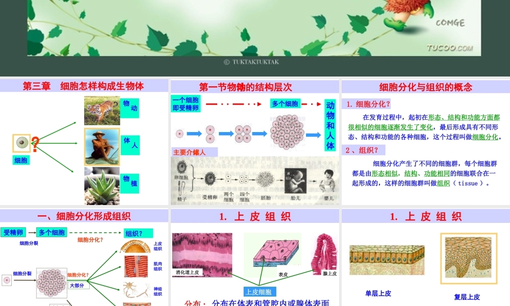 初一生物第三章第一节《动物体的结构层次》PPT课件
