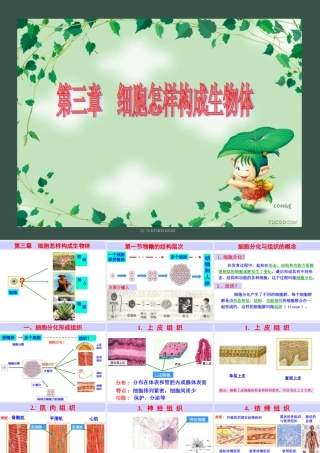 初一生物第三章第一节《动物体的结构层次》PPT课件