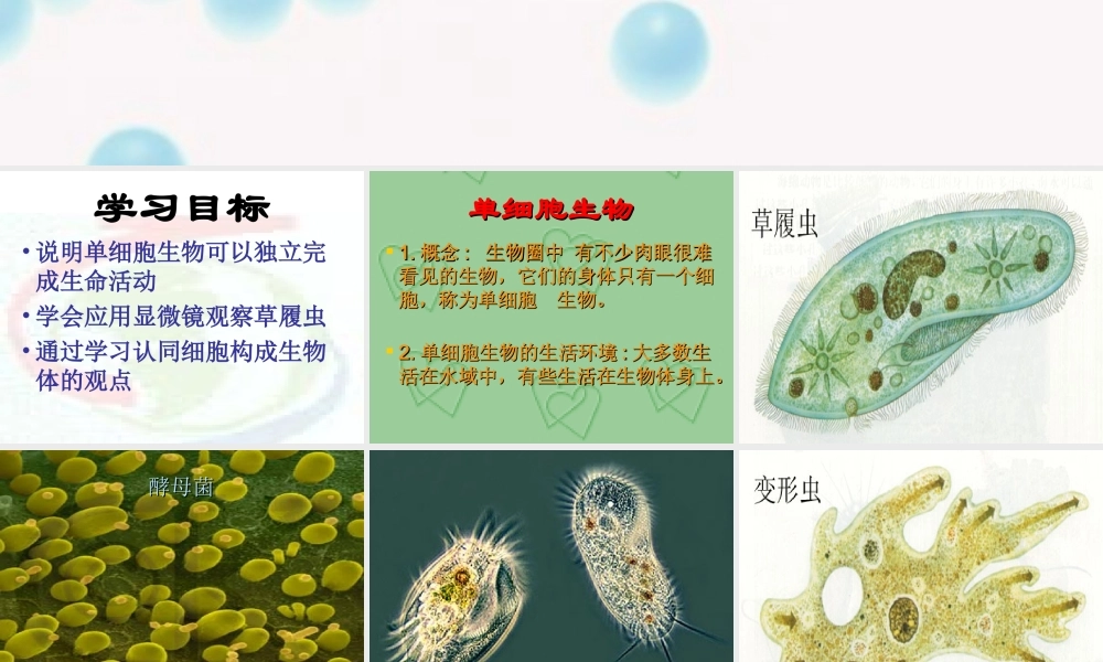 七年级生物只有一个细胞的生物体课件 鲁教版 课件