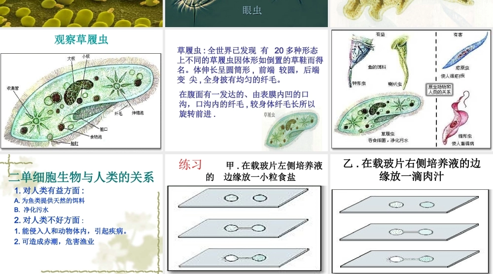 七年级生物只有一个细胞的生物体课件 鲁教版 课件