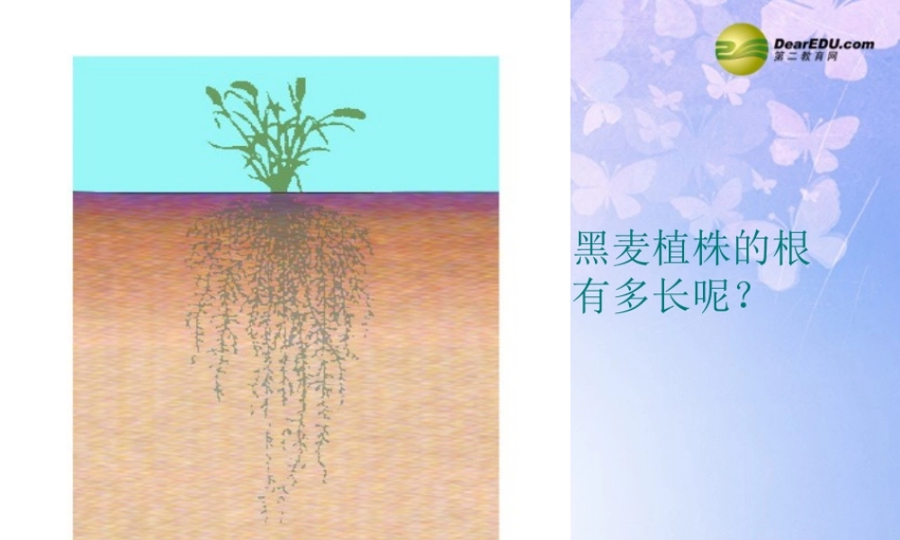 八年级生物上册 根的结构与功能课件 济南版 课件