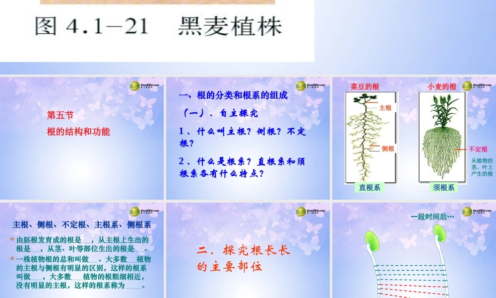 八年级生物上册 根的结构与功能课件 济南版 课件