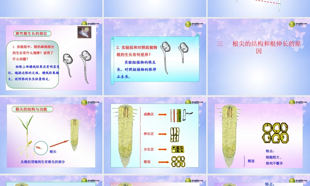 八年级生物上册 根的结构与功能课件 济南版 课件