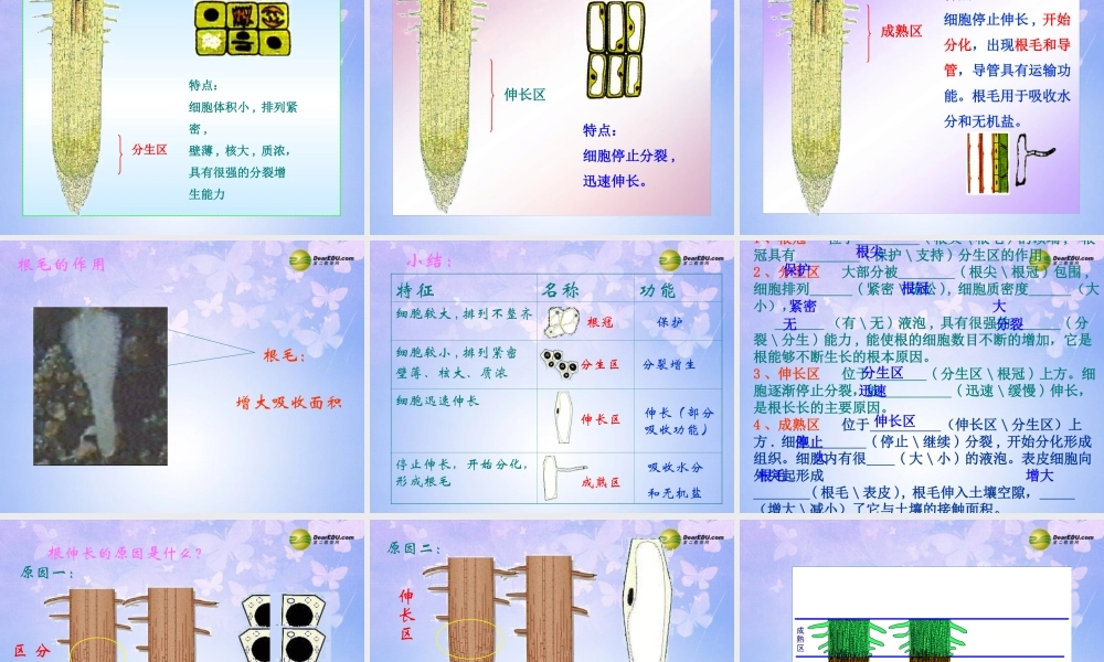 八年级生物上册 根的结构与功能课件 济南版 课件