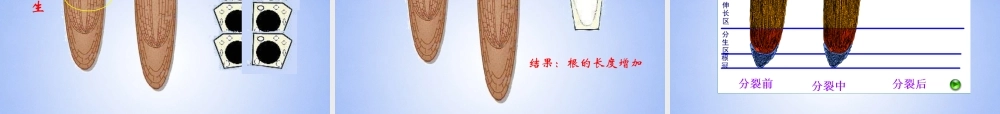 八年级生物上册 根的结构与功能课件 济南版 课件