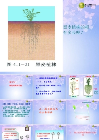 八年级生物上册 根的结构与功能课件 济南版 课件