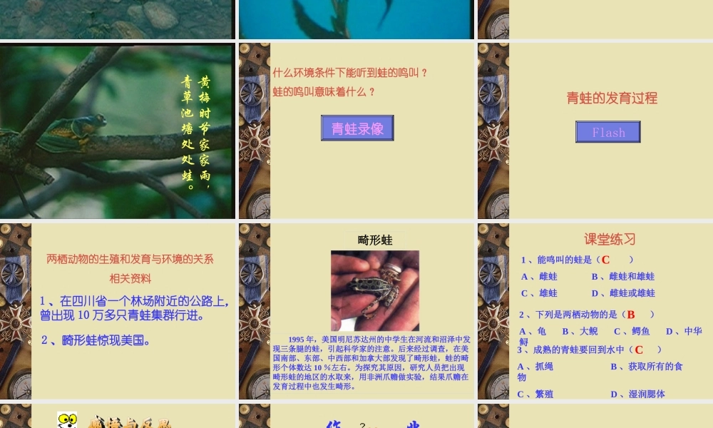 八年级生物新人教两栖动物的生殖和发育ppt 课件