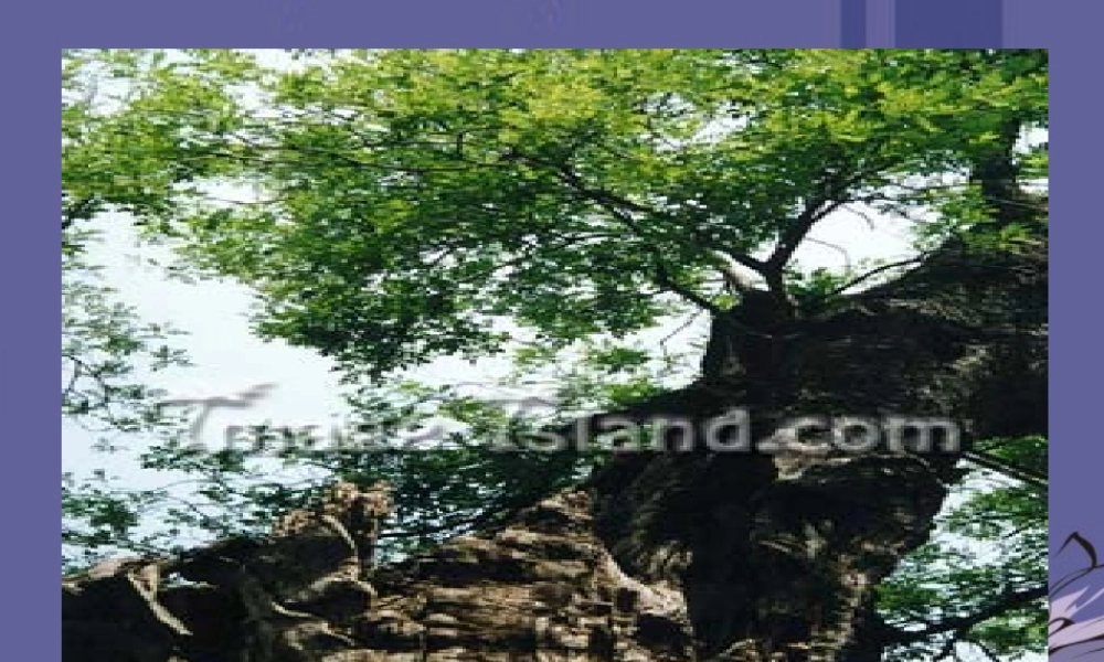 中学七年级语文下册(闻一多先生的说和做)课件 新人教版 课件