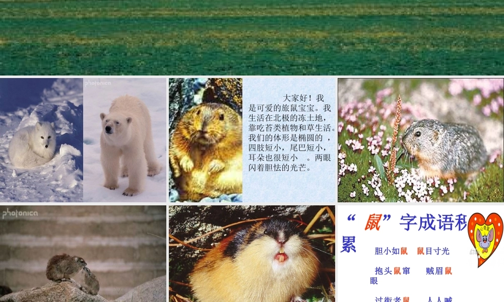 八年级语文下册第三单元第13课：(旅鼠之谜)课件 人教新课标版 课件