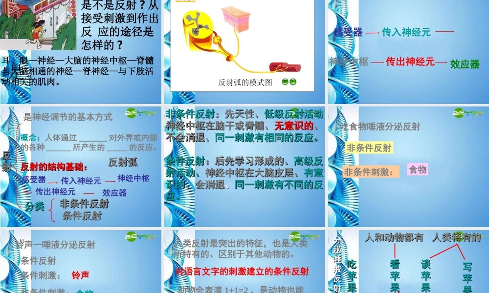 八年级生物 第一学期(试验本)第2章第二节 神经系统  神经调节的基本方式课件 上海版 课件