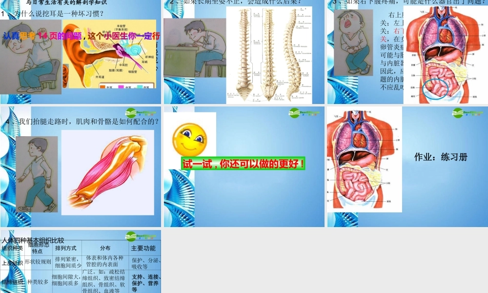 八年级生物 第一学期(试验本)第1章第一节 人体是怎样构成的(第二课时)课件 上海版 课件