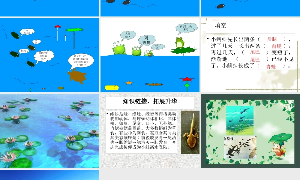 1小蝌蚪找妈妈-(3)