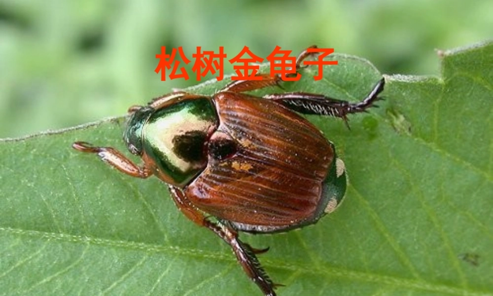 中学七年级语文下册(16 松树金龟子)课件 (新版)苏教版 课件